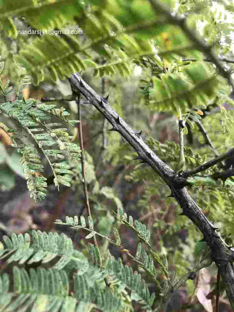 Senegalia torta