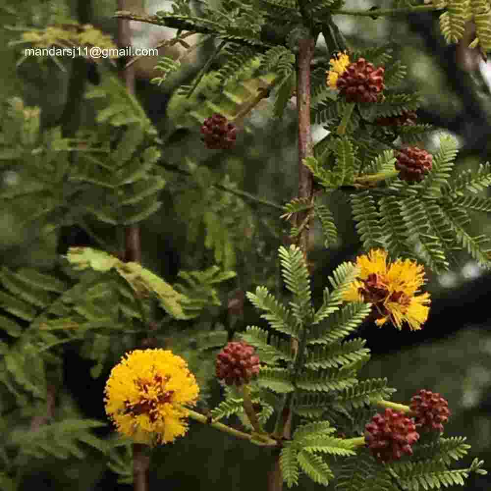 Vachellia eburnea