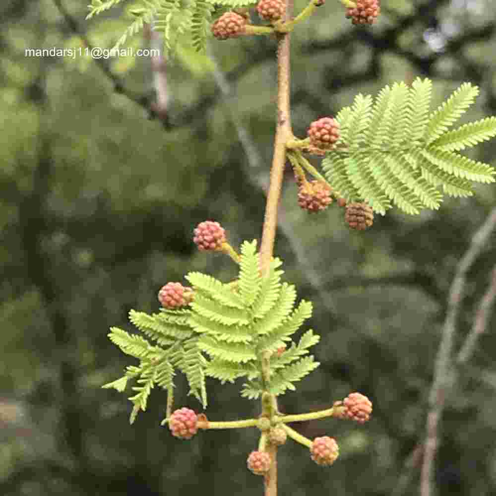 Vachellia eburnea