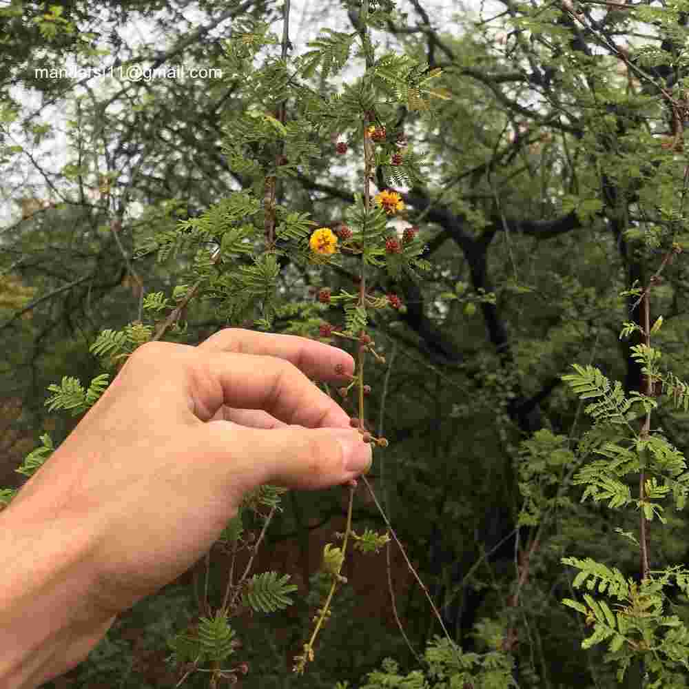 Vachellia eburnea