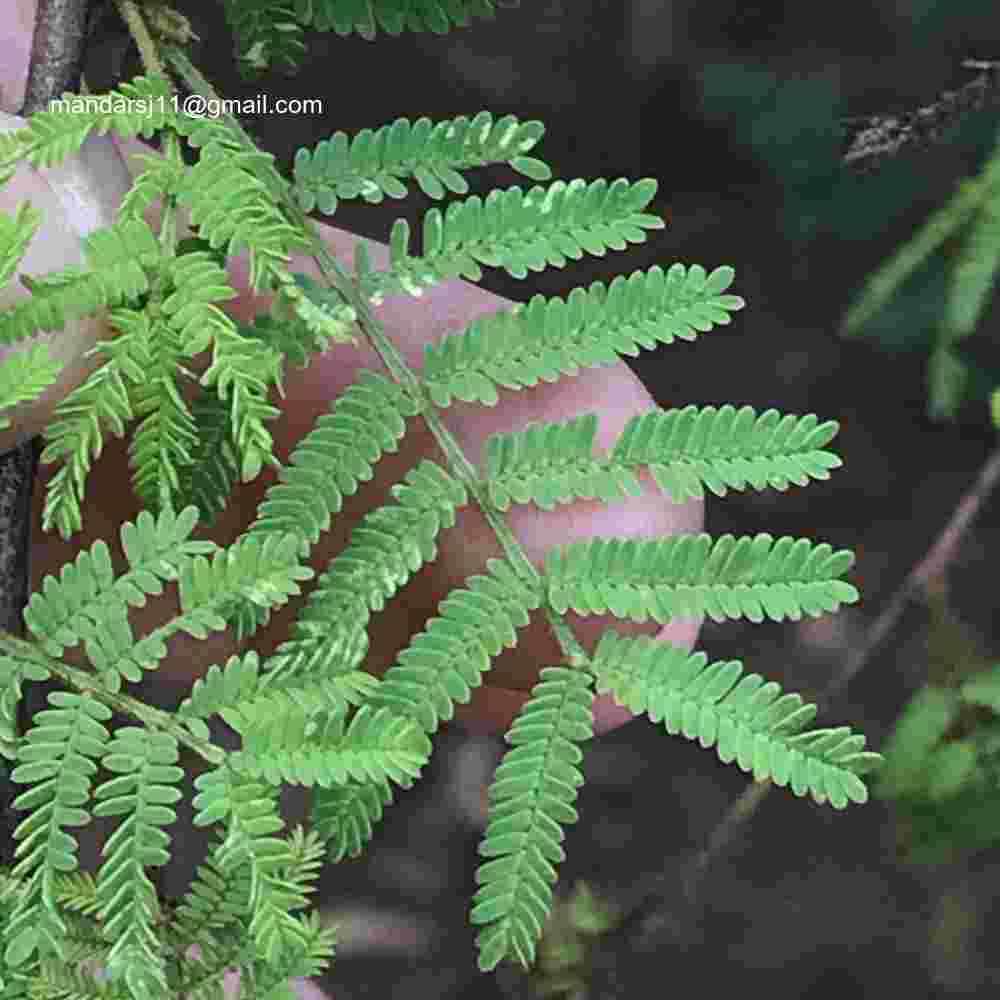 Vachellia eburnea