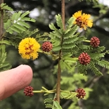 Vachellia eburnea