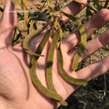 Vachellia leucophloea