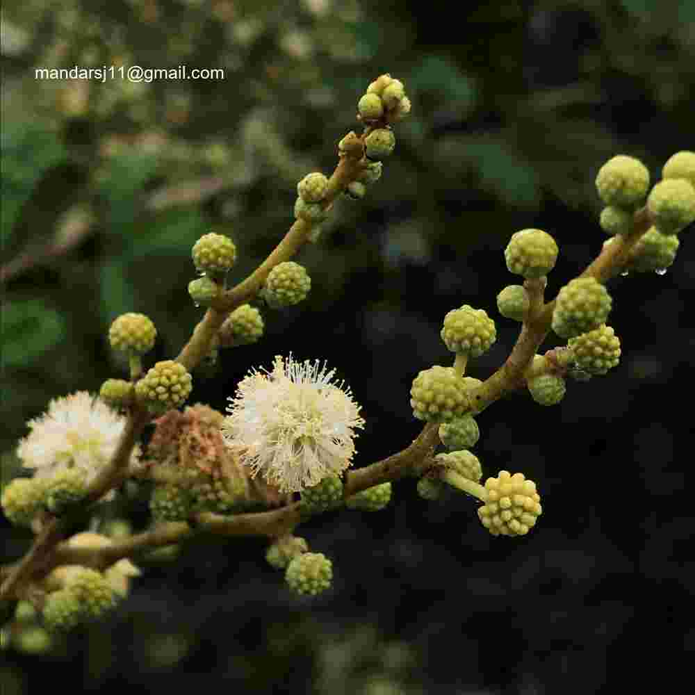 Vachellia leucophloea