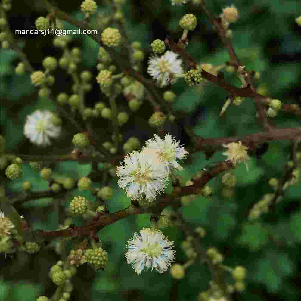 Vachellia leucophloea