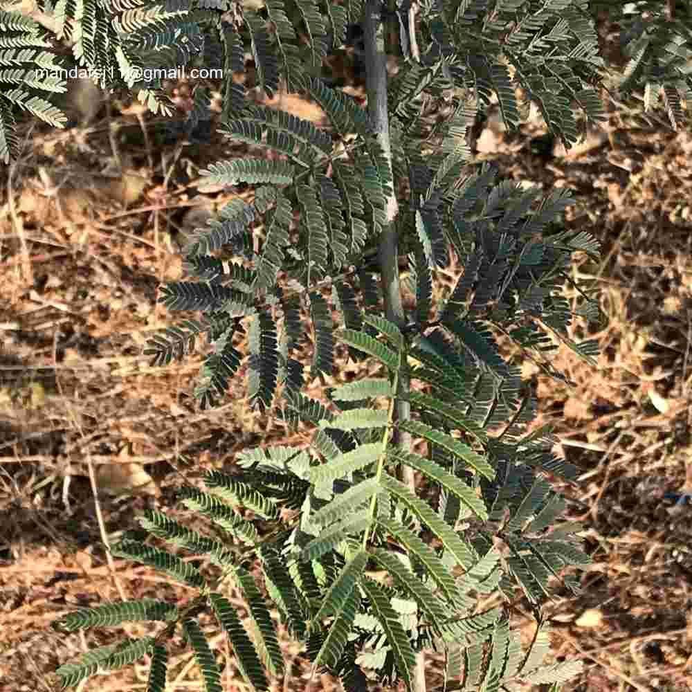 Vachellia leucophloea