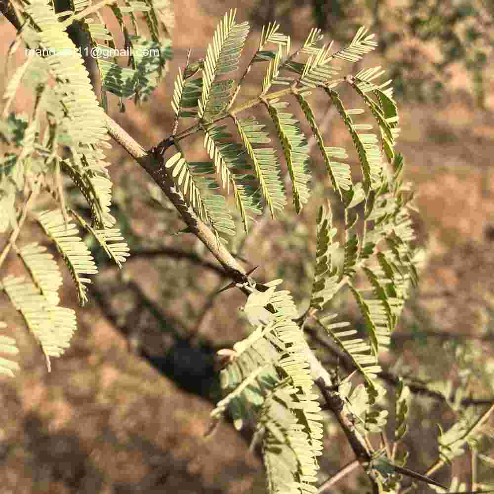 Vachellia leucophloea