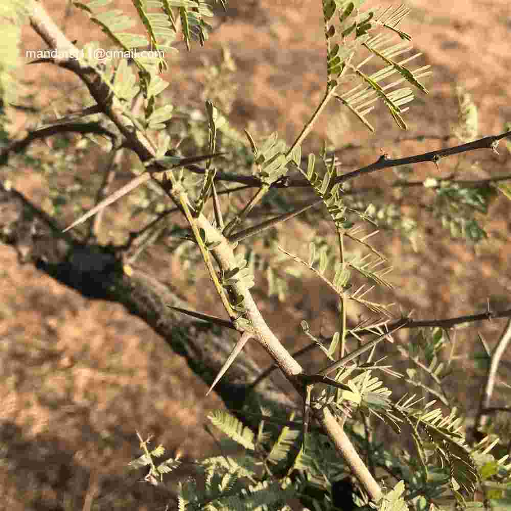 Vachellia leucophloea