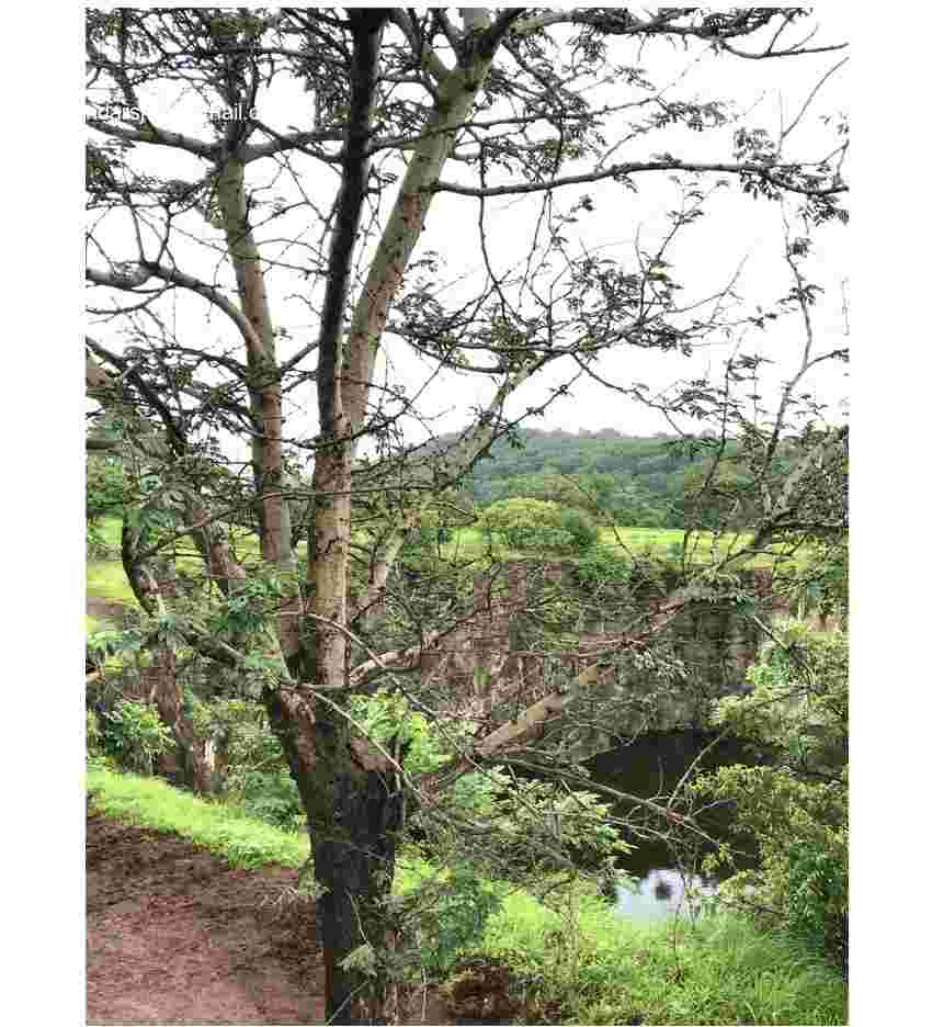 Vachellia leucophloea