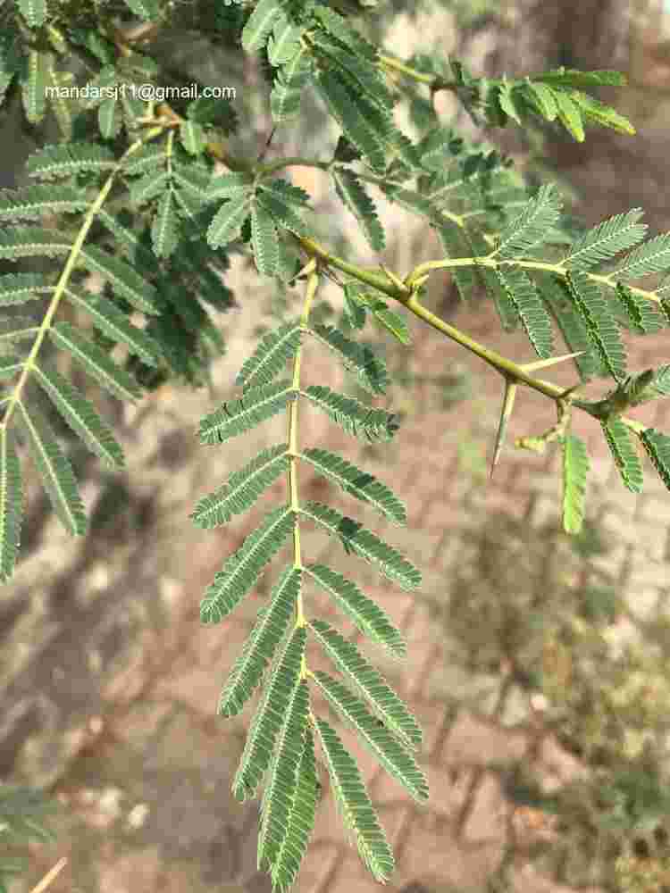 Vachellia nilotica