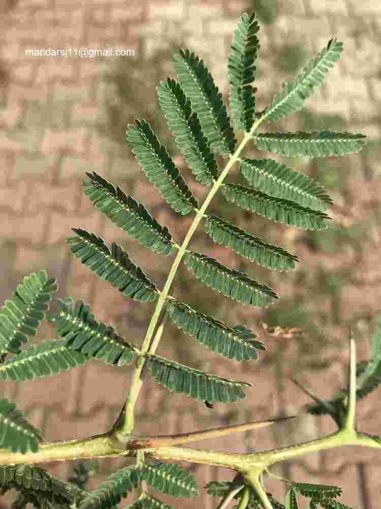 Vachellia nilotica
