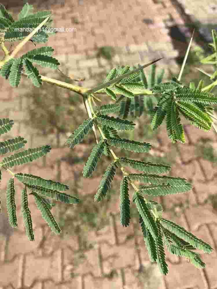 Vachellia nilotica