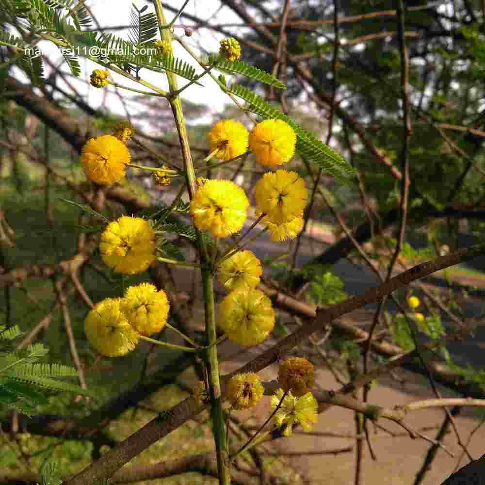 Vachellia nilotica