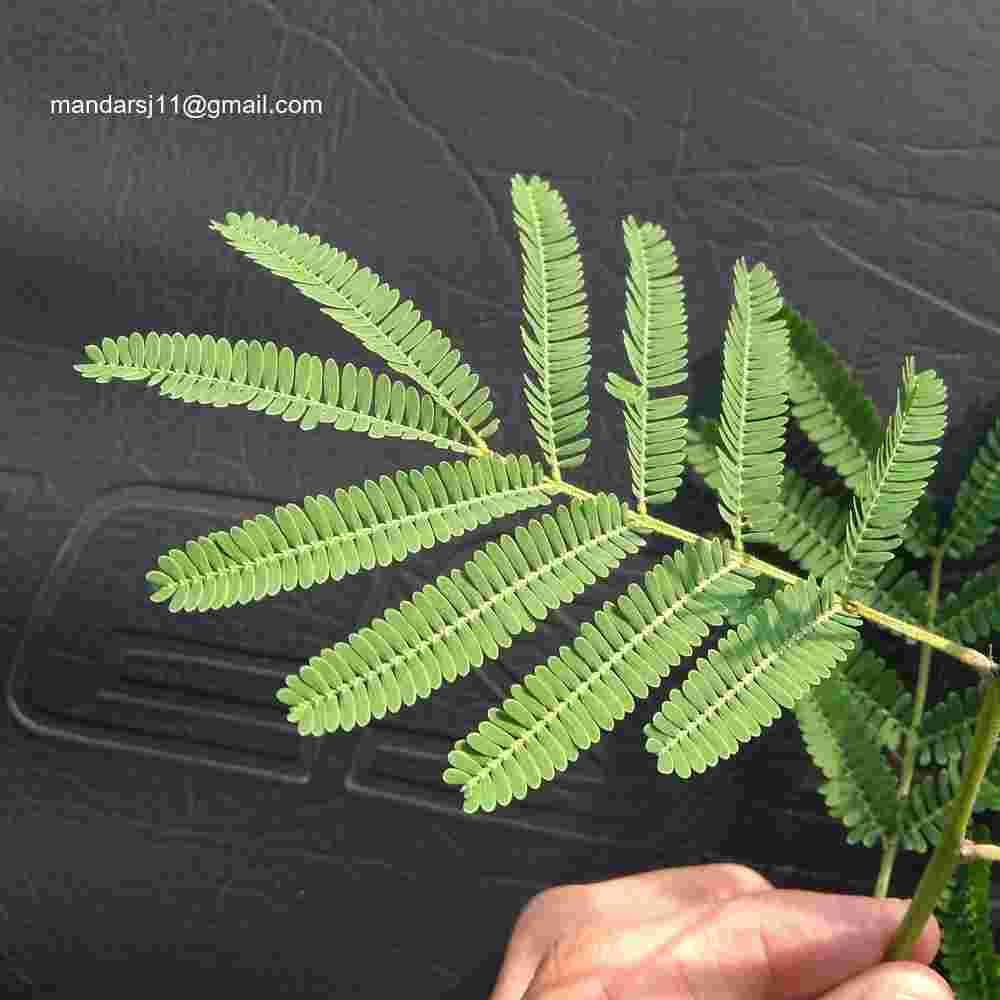 Vachellia nilotica