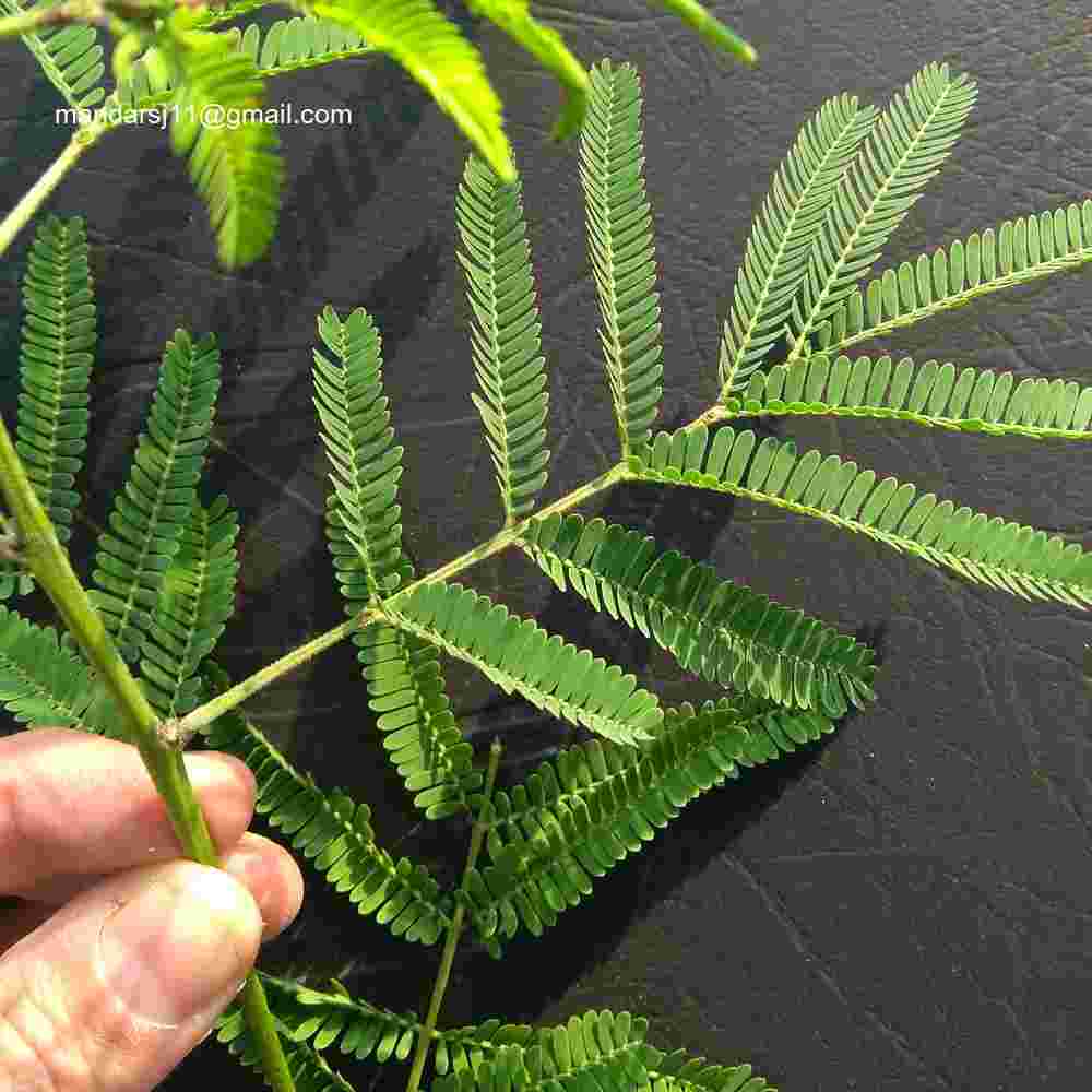 Vachellia nilotica