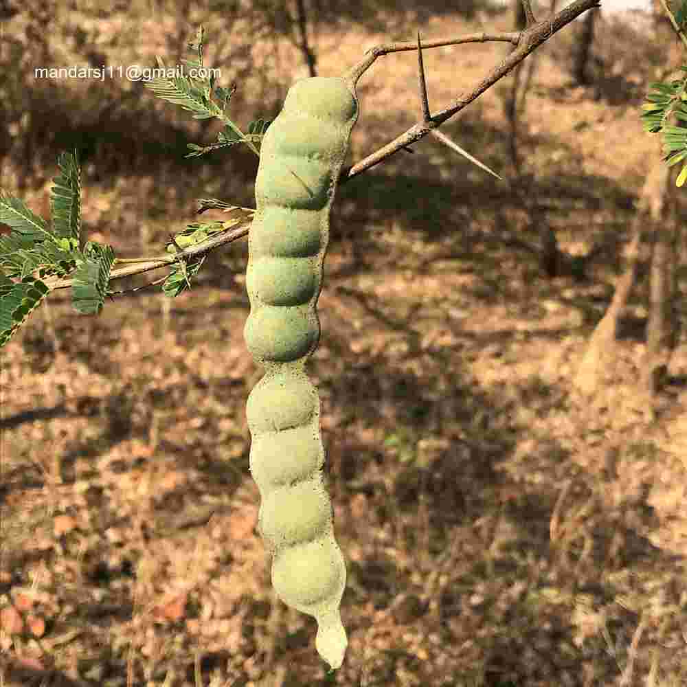 Vachellia nilotica