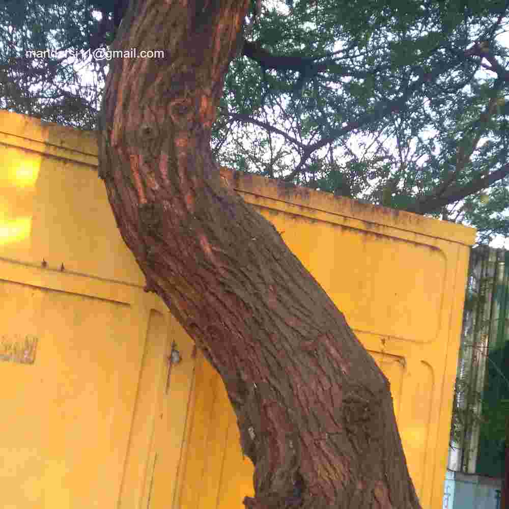 Vachellia nilotica