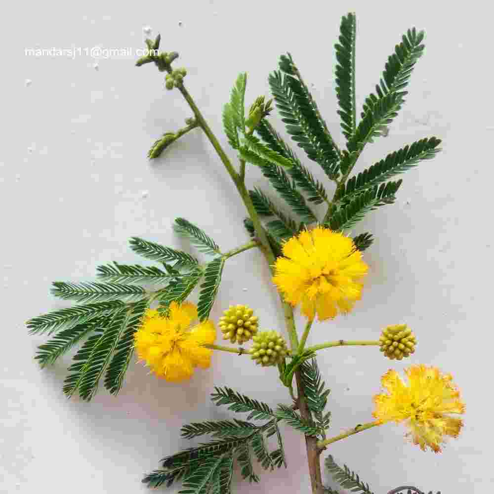 Vachellia nilotica