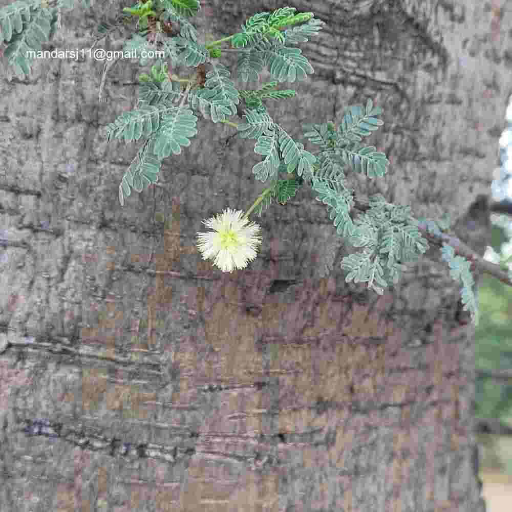 Vachellia planifrons