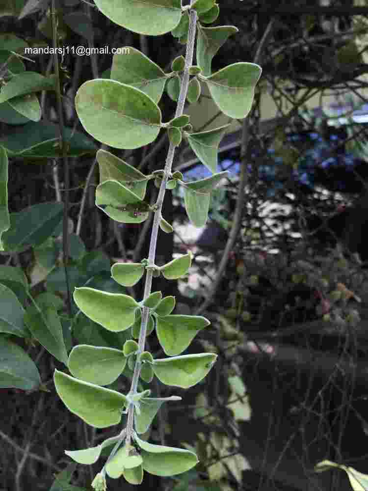 Jasminum auriculatum