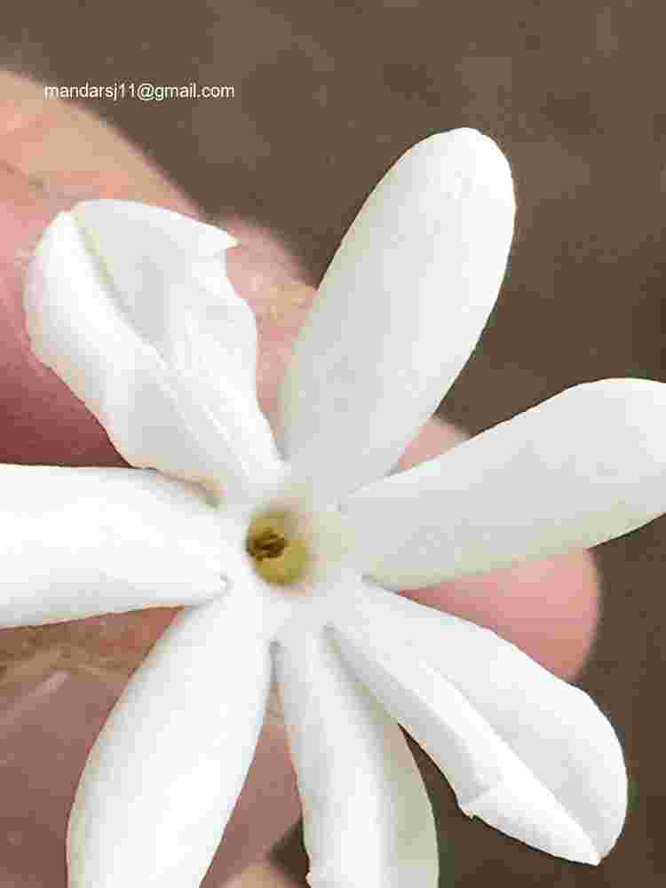 Jasminum auriculatum