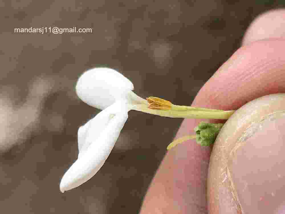 Jasminum auriculatum