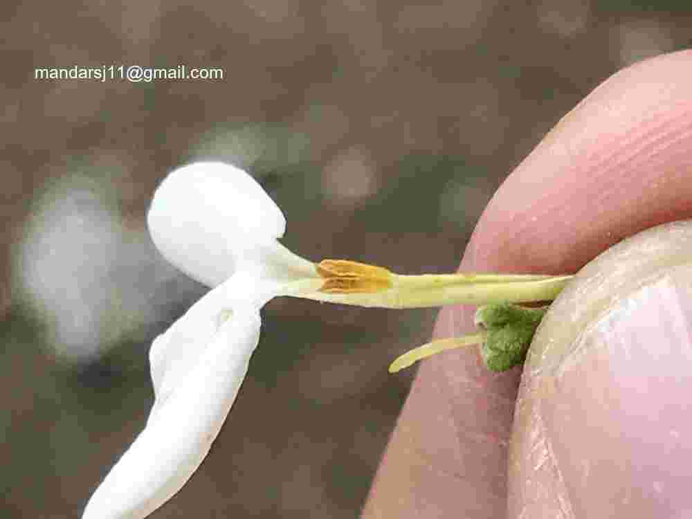 Jasminum auriculatum