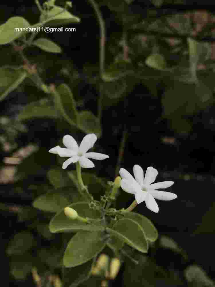 Jasminum auriculatum