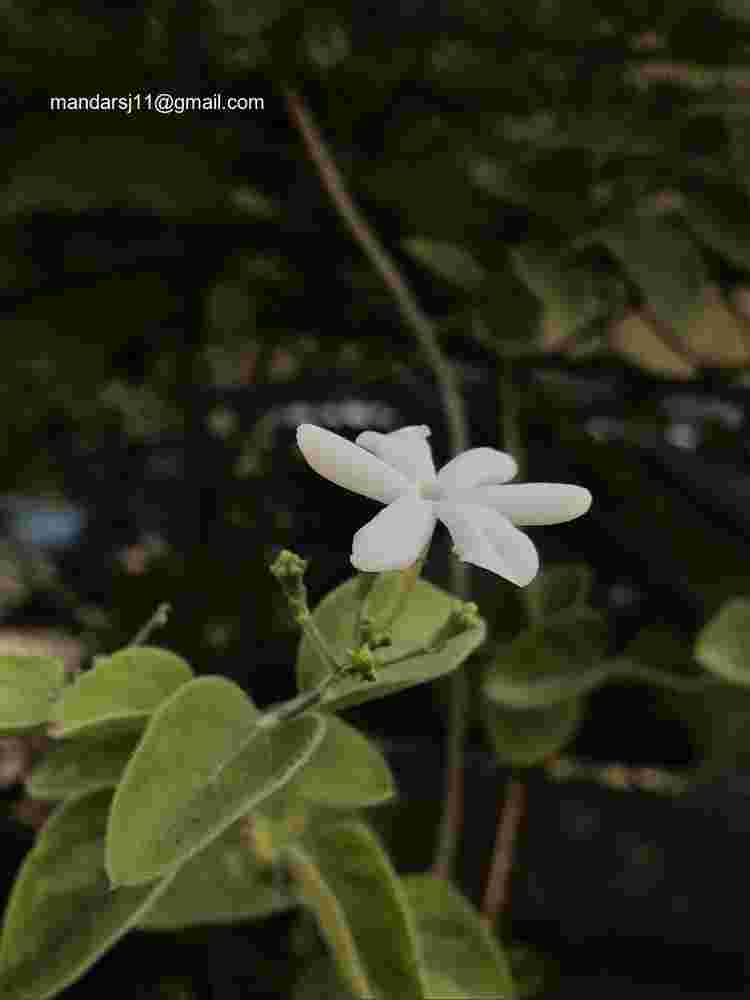 Jasminum auriculatum