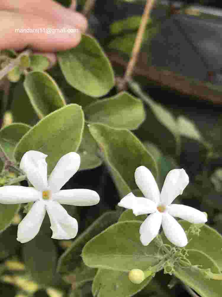 Jasminum auriculatum