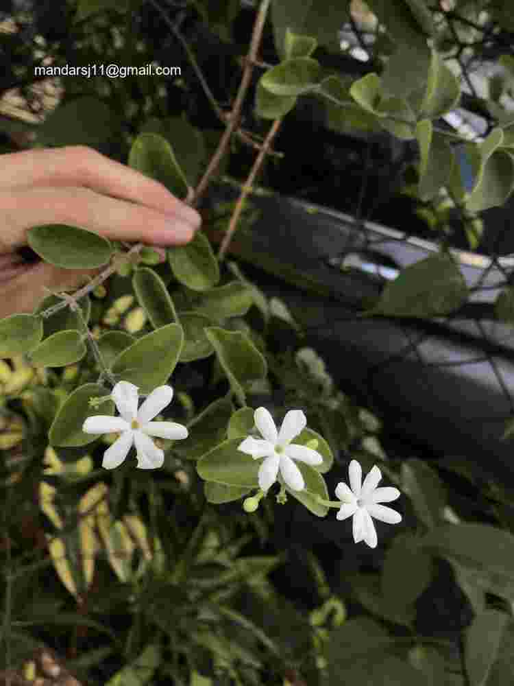 Jasminum auriculatum