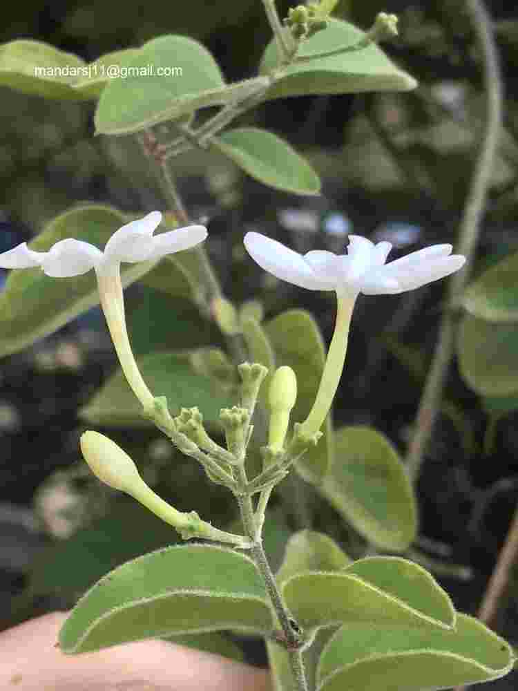 Jasminum auriculatum