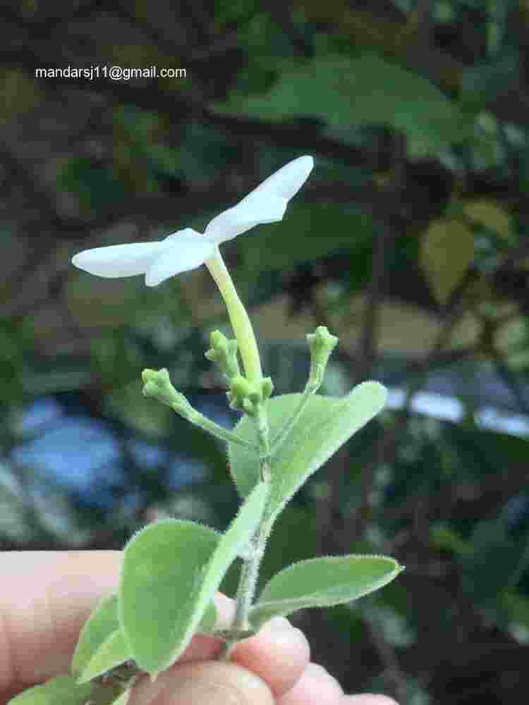 Jasminum auriculatum