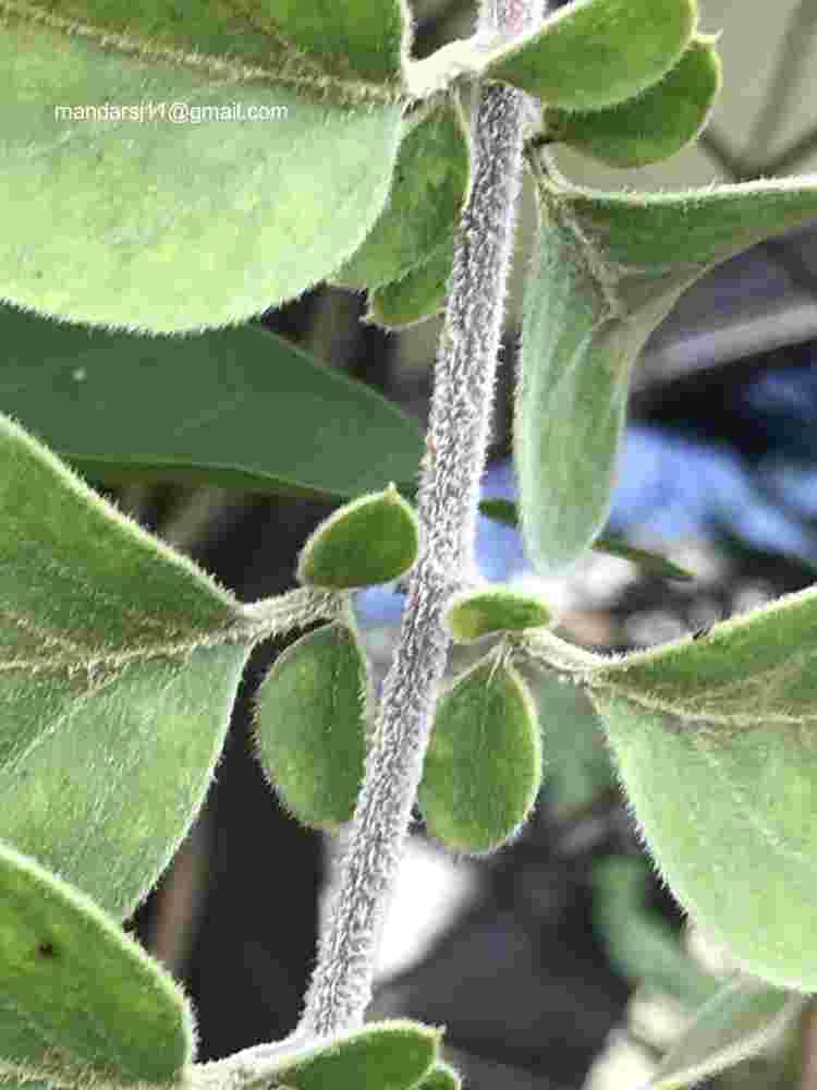 Jasminum auriculatum