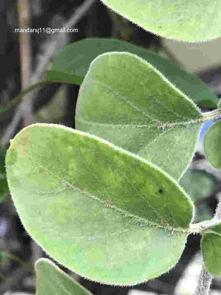 Jasminum auriculatum