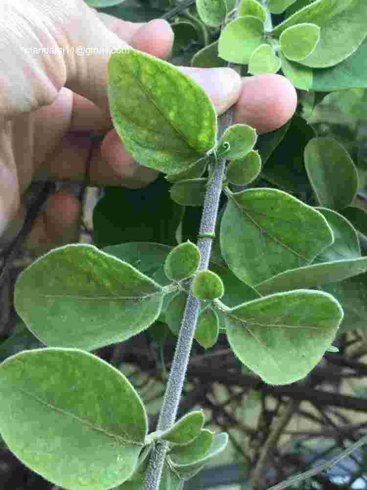 Jasminum auriculatum