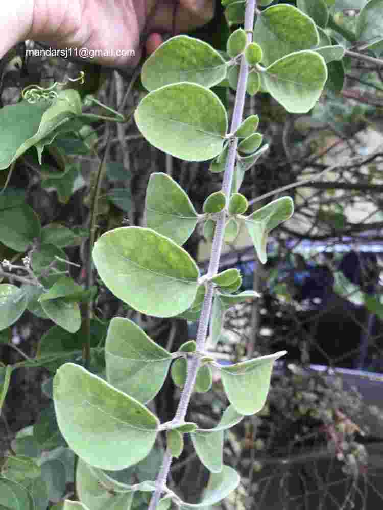 Jasminum auriculatum