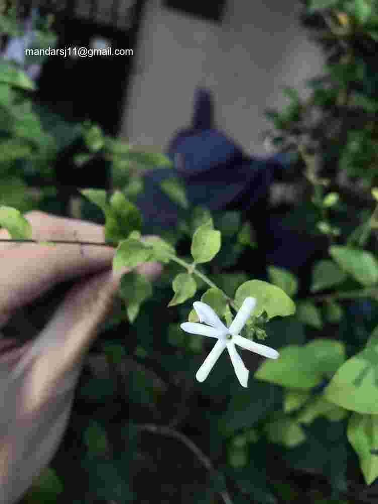 Jasminum auriculatum