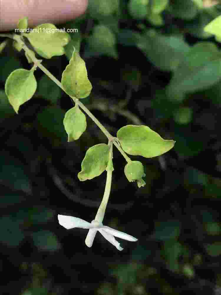 Jasminum auriculatum