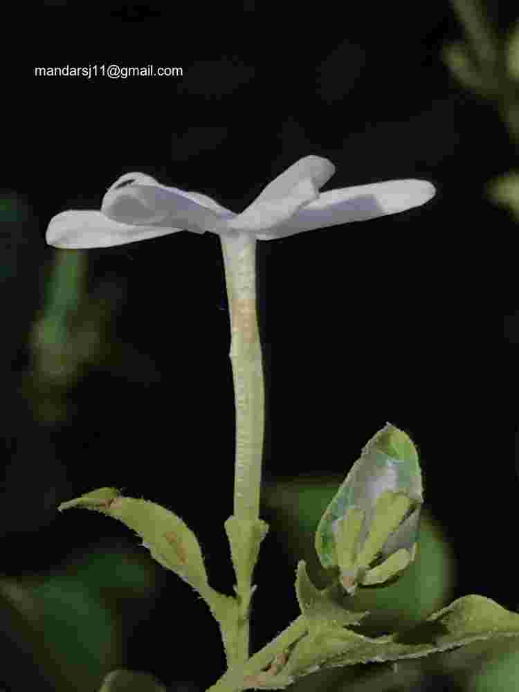 Jasminum auriculatum