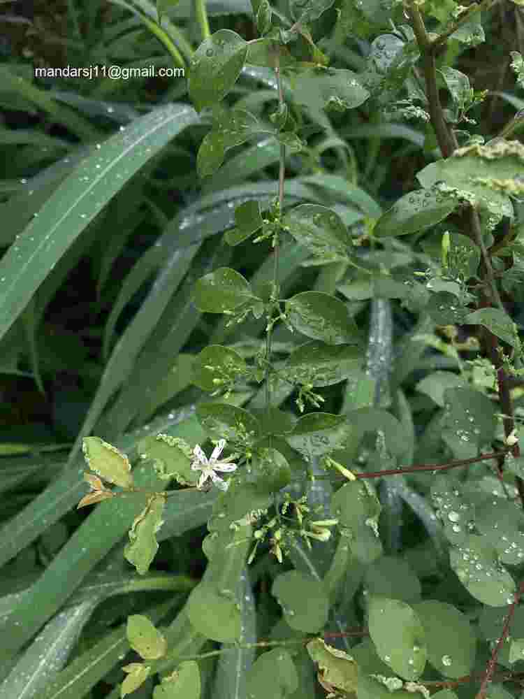 Jasminum auriculatum