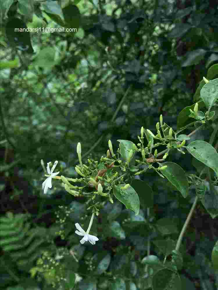 Jasminum auriculatum