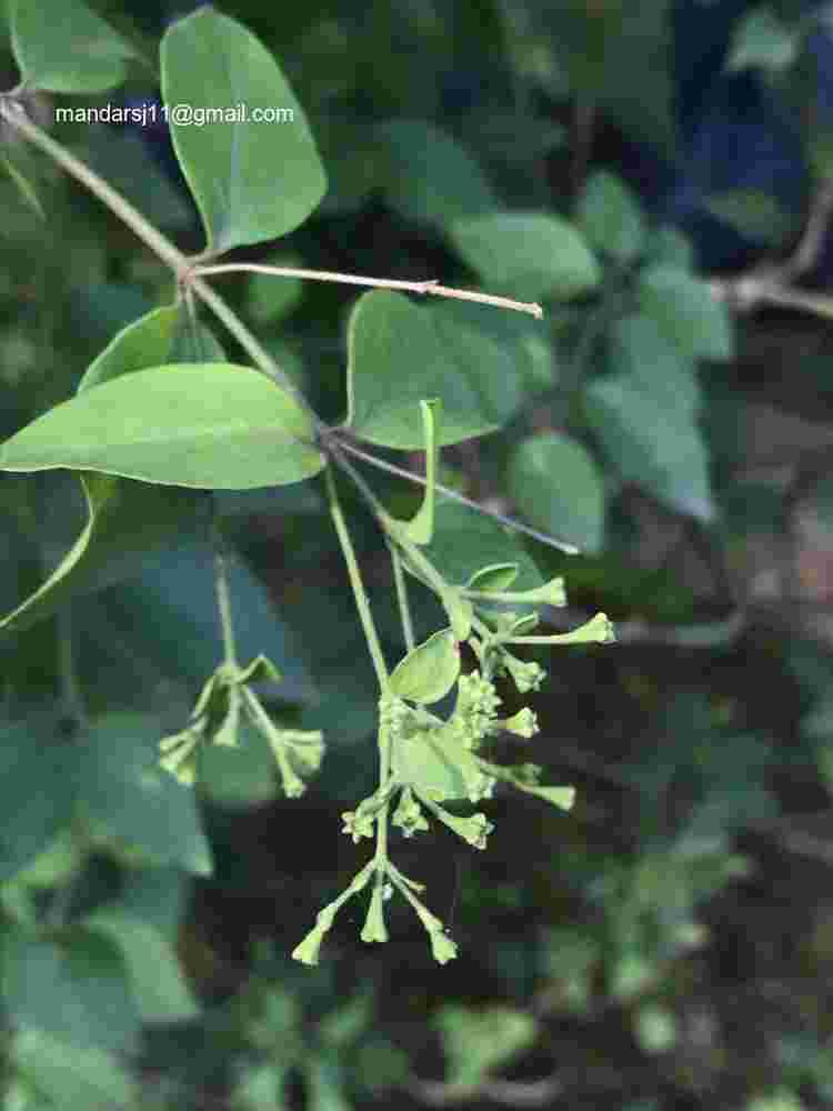 Jasminum auriculatum