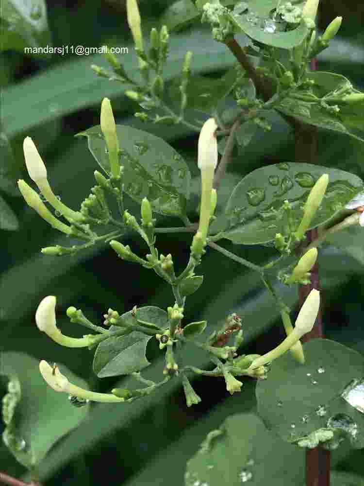 Jasminum auriculatum