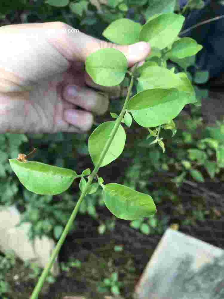 Jasminum auriculatum