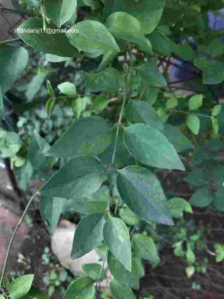 Jasminum auriculatum