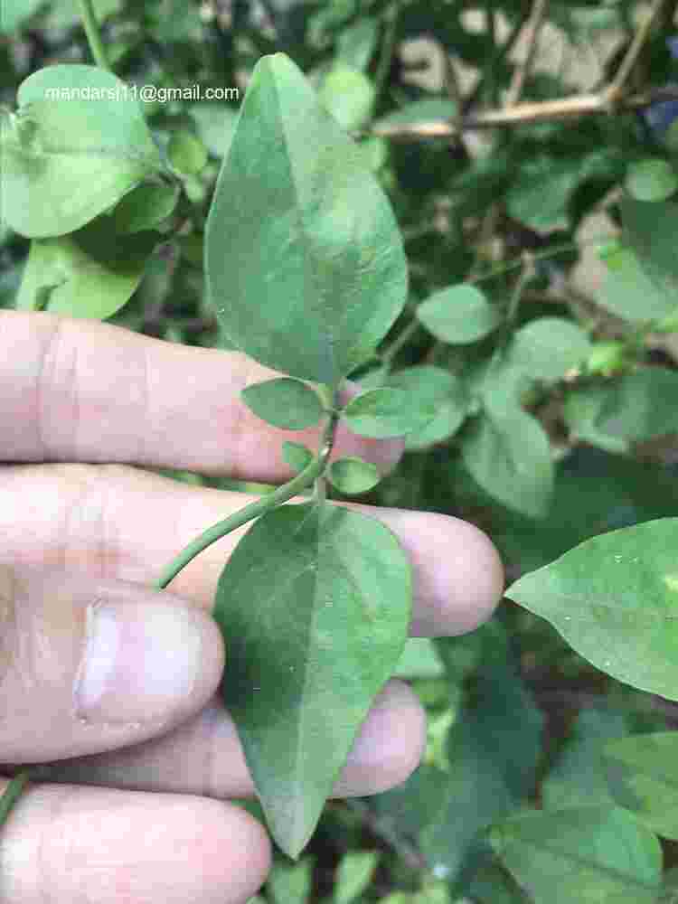 Jasminum auriculatum