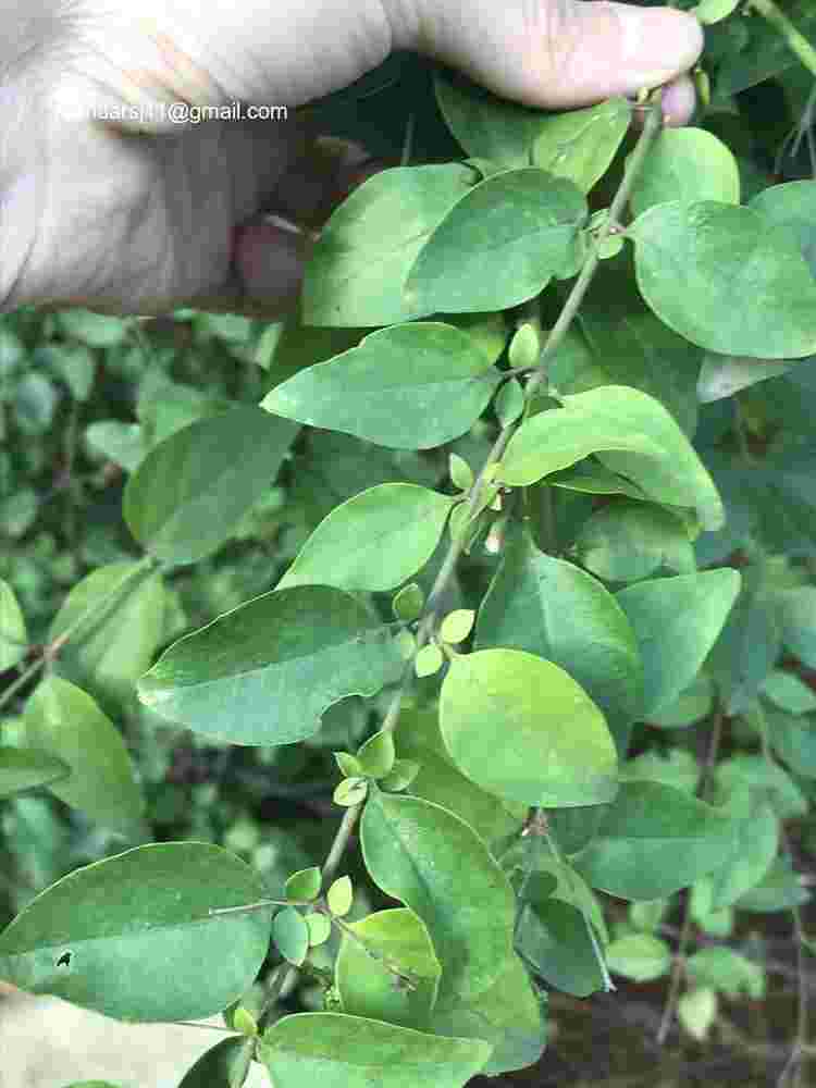 Jasminum auriculatum