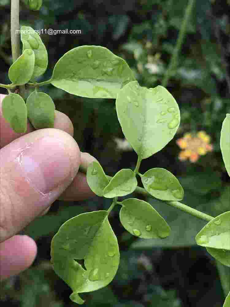 Jasminum auriculatum