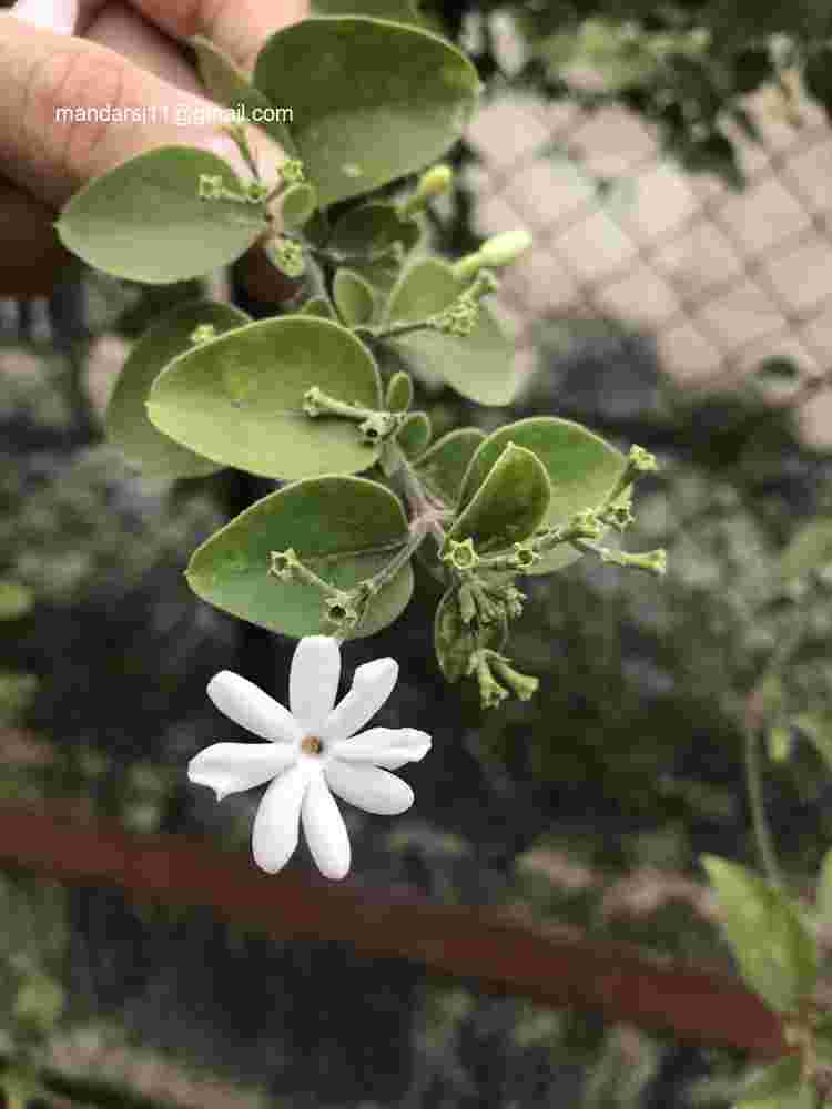 Jasminum auriculatum